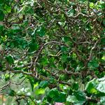 فندق پيچ‌خورده